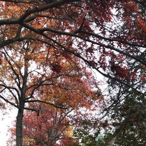 Meet your Posher, Liliana